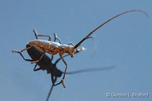 Flat-faced Longhorn Beetle_00856.jpg - Photographed at Deux Rivieres, Ontario, Canada.